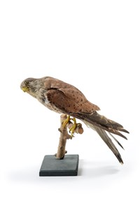 Image description is not available for 2007.2.1